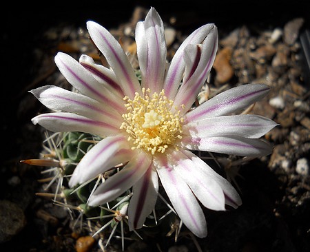 [Brain Cactus Bloom]